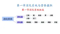 生物消化系统的组成备课课件ppt