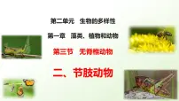 初中生物冀少版（2024）七年级上册（2024）节肢动物说课课件ppt