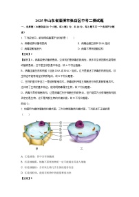 2025年山东省淄博市张店区中考二模[中考模拟]生物试卷（解析版）