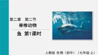 人教版（2024）七年级上册（2024）鱼备课ppt课件