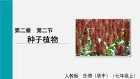 人教版（2024）七年级上册（2024）种子植物课文ppt课件