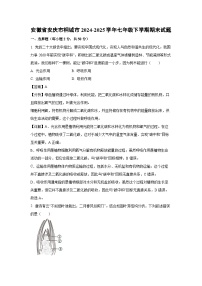 安徽省安庆市桐城市2024-2025学年七年级下学期期末生物试卷（解析版）