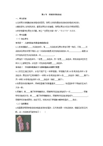 初中生物北师大版（2024）八年级上册（2024）性别和性别决定学案