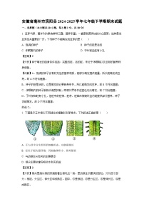 安徽省亳州市涡阳县2024-2025学年七年级下学期期末生物试卷（解析版）