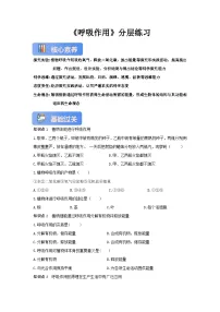 北师大版（2024）七年级上册（2024）呼吸作用精品练习题
