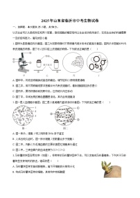 2025年山东省临沂市中考生物试卷（含解析）