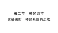 人教版（2024）八年级上册（2024）第二节 神经调节作业课件ppt