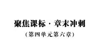 初中生物人教版（2024）八年级上册（2024）第四节 激素调节作业课件ppt