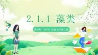冀少版（2024）七年级上册（2024）藻类优秀课件ppt