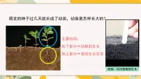 八年级上册（2024）第二节 根的生长评优课ppt课件