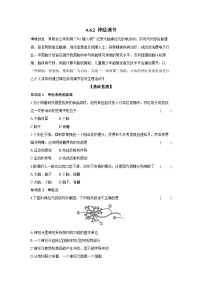 人教版（2024）八年级上册（2024）第四单元 人体生理与健康（二）第六章 人体生命活动的调节第二节 神经调节优秀同步测试题