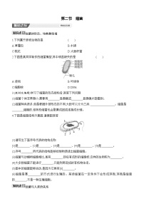 人教版（2024）七年级上册（2024）细菌精品课后测评