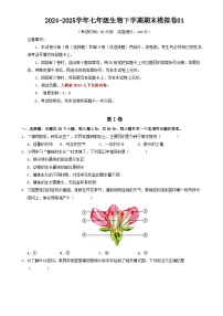七年级生物期末模拟卷01【测试范围：人教版2024下册全部内容】（考试版）-A4