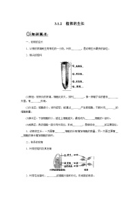 初中生物人教版（2024）七年级下册（2024）植株的生长优秀学案