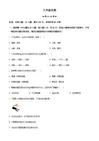 安徽省阜阳市临泉县第五中学2024-2025学年八年级上学期期中生物学试题（含答案）