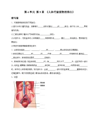 北师大版（2024）七年级下册（2024）人体代谢废物的排出优秀导学案及答案