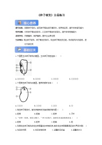 初中生物苏教版（2024）七年级下册（2024）种子的萌发优秀课时作业