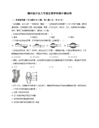 江西省赣州市经开区2025-2026学年八年级上学期期中考试 生物试题