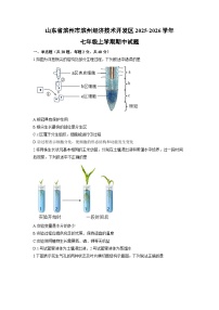 山东省滨州市滨州经济技术开发区2025-2026学年七年级上学期期中生物试卷（学生版）