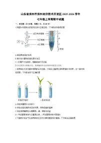 山东省滨州市滨州经济技术开发区2025-2026学年七年级上学期期中生物试卷（学生版）
