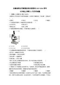 安徽省淮北市濉溪县部分校联考2025-2026学年七年级上学期12月月考生物试卷（学生版）