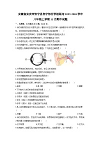 安徽省安庆市怀宁县怀宁部分学校联考2025-2026学年八年级上学期11月期中生物试卷（学生版）