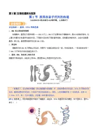 初中生物人教版（2024）八年级下册（2024）第二节 基因在亲子代间的传递导学案