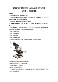 2025-2026学年安徽省宿州市部分学校度七年级上学期12月月考生物试卷（学生版）