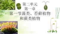 生物七年级上册（2024）藻类、苔藓和蕨类图文课件ppt