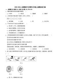 2025-2026人教版初中生物学七年级上册期末复习卷