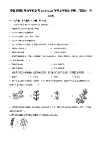 安徽省亳州市涡阳县2025-2026学年七年级上学期期末生物学试题（有解析）