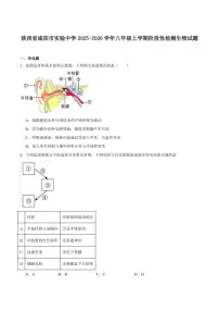 2025-2026学年陕西省咸阳市实验中学八年级上学期阶段性检测生物（含答案）试卷