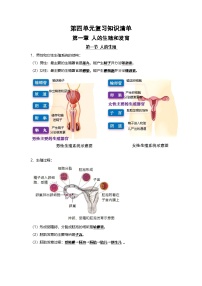 人教版（2024）七年级下册（2024）人的生殖学案及答案