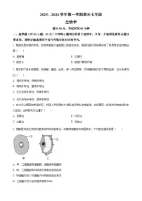 河南安阳市安阳县2025-2026学年第一学期期末七年级生物试题（试卷+解析）