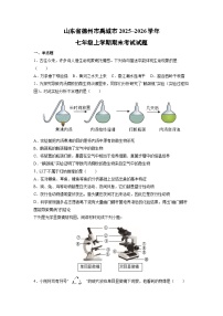 2025~2026学年山东省德州市禹城市七年级上学期期末考试 生物试卷（学生版）