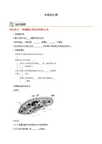 七年级上学期生物考点突然与提分——单细胞生物练习题（含答案）