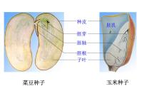 初中第一节 种子的萌发示范课课件ppt