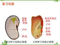 初中生物鲁科版 (五四制)六年级下册第三节 种子植物授课课件ppt