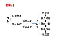 人教版 (新课标)七年级下册第四节 激素调节授课ppt课件