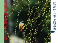 人教部编版八年级下册5 大自然的语言课堂教学课件ppt