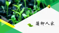 初中语文人教部编版 (五四制)九年级下册(2018)8 *蒲柳人家(节选)/刘绍棠集体备课课件ppt