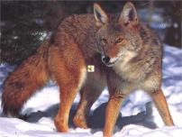 语文七年级上册18 狼课前预习ppt课件