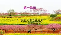 初中5 你是人间的四月天背景图课件ppt
