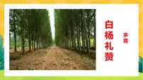 初中语文14 白杨礼赞优秀课文ppt课件