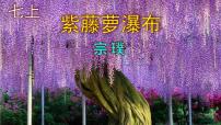 初中语文人教部编版七年级下册第五单元18 紫藤萝瀑布优秀ppt课件
