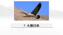 初中语文人教部编版八年级下册大雁归来评优课教学课件ppt