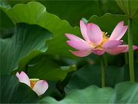 初中语文人教部编版七年级上册荷叶母亲集体备课课件ppt