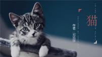 人教部编版七年级上册猫课文配套课件ppt