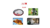 七年级上册猫授课课件ppt