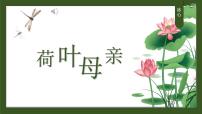 人教部编版（2024）七年级上册荷叶·母亲/冰心图片ppt课件